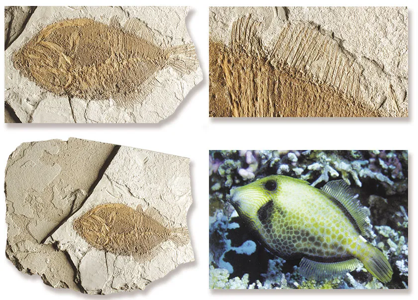  Fosil Canli Monacanthus